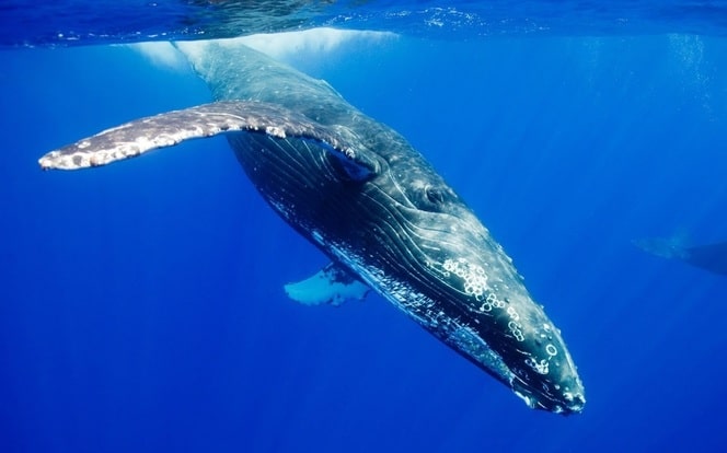 https://bluewhaleproject.weebly.com/habitat.html